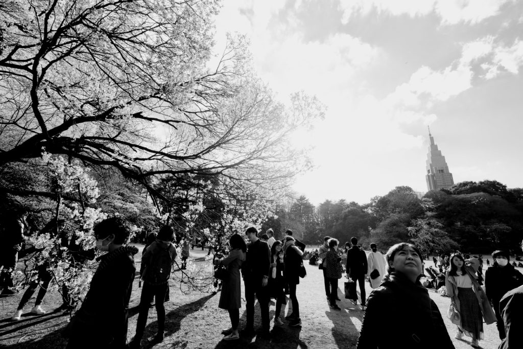 A photo of Shinjuku Gyoen National Garden. It's cherry blossom season and a crowd of people gather in the park to see them and wander around.